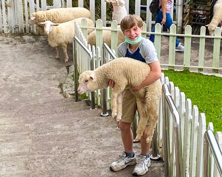 A cute fluffy alpaca roaming freely at The Sheep Sanctuary, a highly recommended family attraction you can enjoy unhurried on your Cameron Highlands day trip.