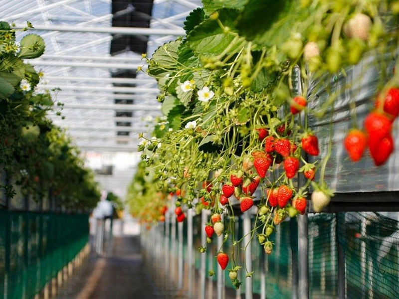 The beautiful plant-decorated walkway at Big Red Strawberry Farm, a relaxing spot to stroll and buy souvenirs easily during your Cameron Highlands day trip.