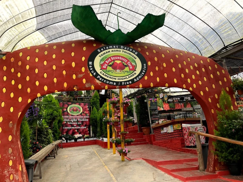 Fresh strawberries at the Big Red Strawberry Farm, a sweet family-friendly stop where you can pick fruits and buy souvenirs easily during your Cameron Highlands day trip.