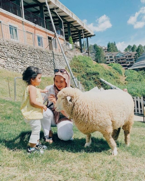 A young girl happily petting a sheep at The Sheep Sanctuary, a joyful family moment made completely stress-free with our Cameron Highlands day trip private car.