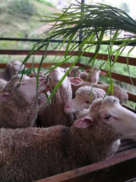 Tourists feeding adorable sheep at The Sheep Sanctuary, a fun family activity you can enjoy at your own pace during your flexible Cameron Highlands day trip.