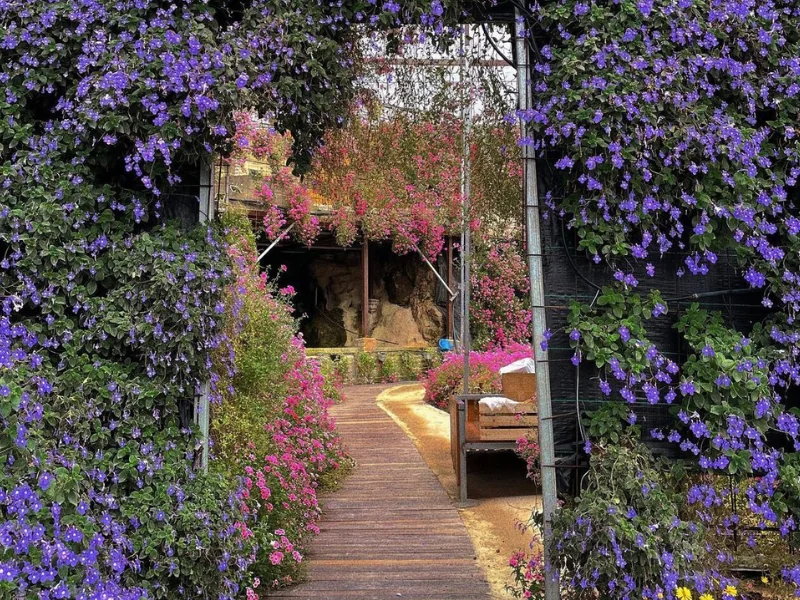 The dreamy pink and purple floral gardens at Cameron Flora Park, a magical spot you can visit stress-free without parking worries on your Cameron Highlands day trip.