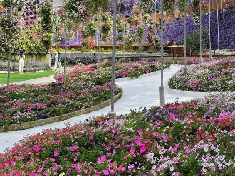 Tourists strolling along the white stairs among millions of blooming flowers at Cameron Flora Park, a breathtaking stop you can easily include in your Cameron Highlands day trip.