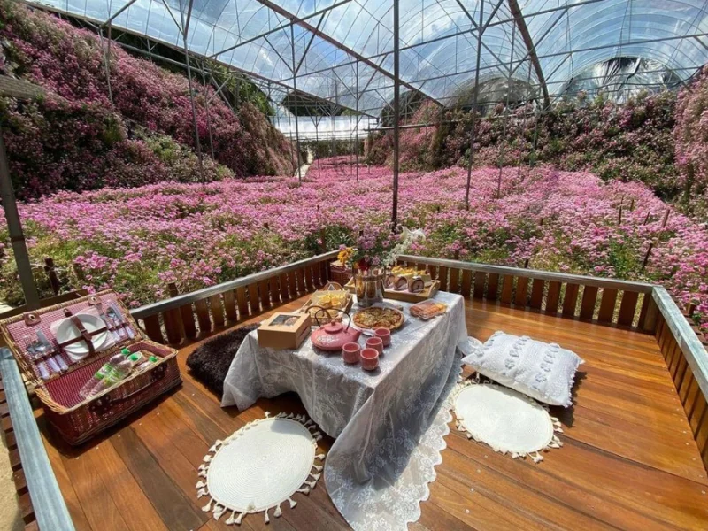 A dreamy picnic spot surrounded by pink flowers at Cameron Flora Park, an Instagram-worthy destination you can freely explore during your Cameron Highlands day trip.