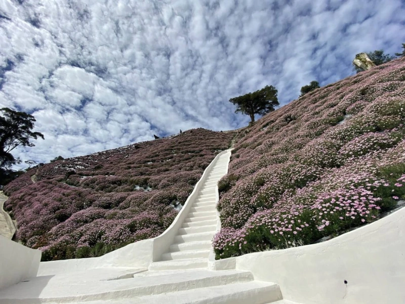 The stunning white stairs and pink flower sea at Cameron Flora Park, a dreamy destination safely reached without driving stress on your Cameron Highlands day trip.