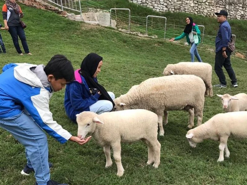 A close-up of a cute fluffy sheep at The Sheep Sanctuary, a perfect cool-weather attraction to visit during your relaxing Cameron Highlands day trip.