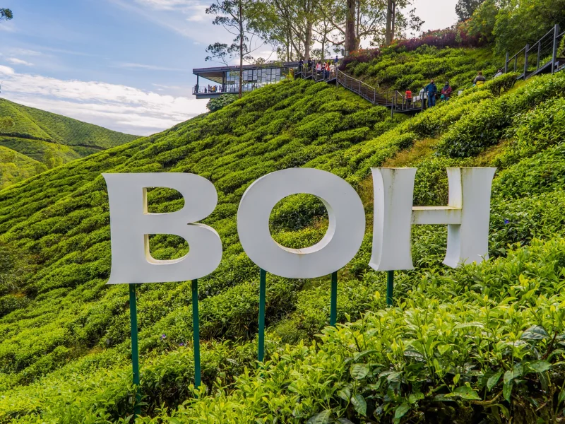 The iconic BOH Tea Plantation and Sungei Palas Tea Centre, a breathtaking scenic stop you can safely reach without driving stress on your Cameron Highlands day trip.