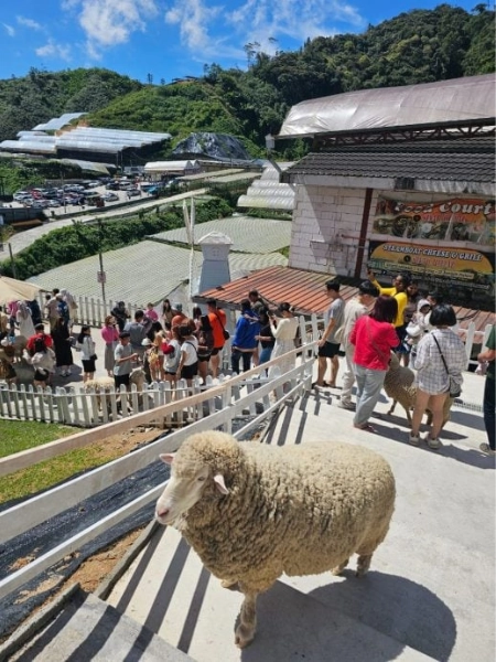 The popular Sheep Sanctuary in Brinchang, a must-visit family attraction easily accessible without parking stress during your Cameron Highlands day trip.