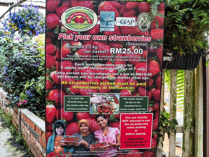 The strawberry picking signboard at Big Red Strawberry Farm, detailing a fun family activity to experience at your own pace during your Cameron Highlands day trip.