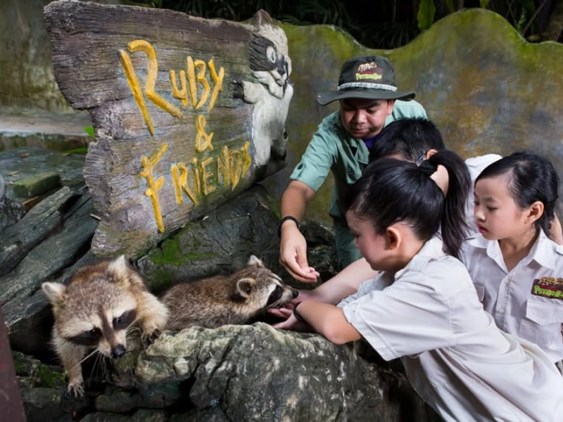 Kids feeding cute raccoons at the Lost World of Tambun petting zoo, an interactive family experience you can enjoy at your own pace with our flexible Ipoh day trip.