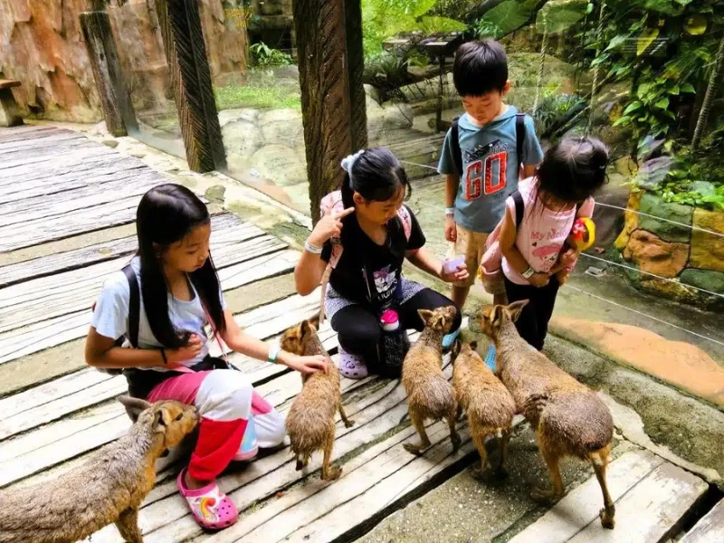 Kids feeding friendly animals at the Tasik Cermin petting zoo, an engaging family activity you can enjoy unhurriedly on your custom Ipoh day trip.