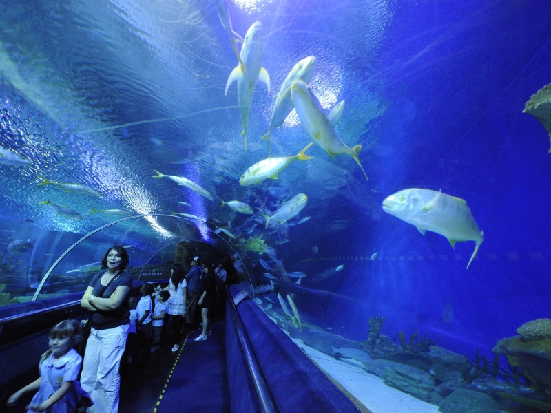 Tourists exploring the iconic 90-meter underwater tunnel at Aquaria KLCC, a must-visit family attraction on your Kuala Lumpur day trip private car tour.