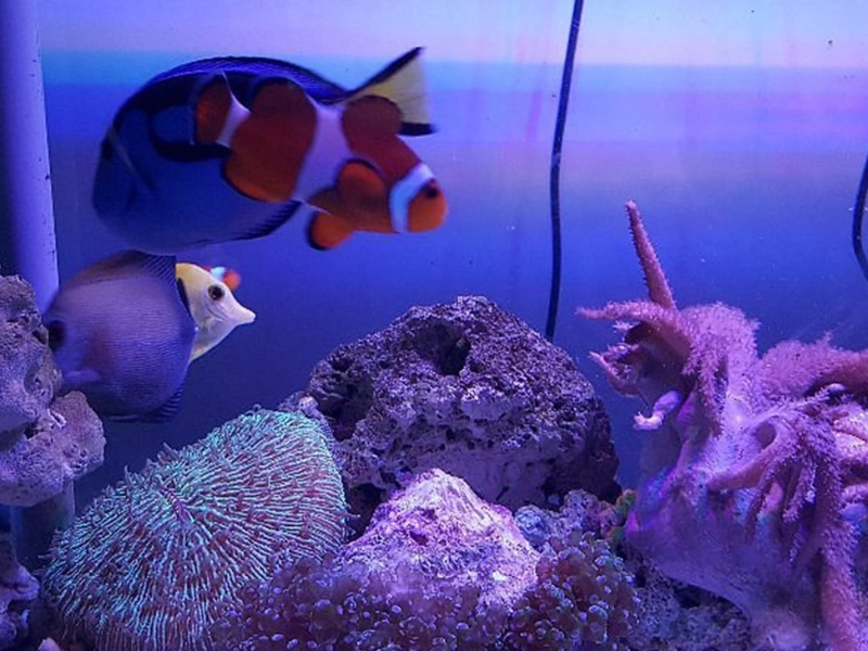 Vibrant clownfish and corals at the Pusat Ikan Hiasan marine sanctuary, a colourful indoor discovery during your Port Dickson day trip private car tour.