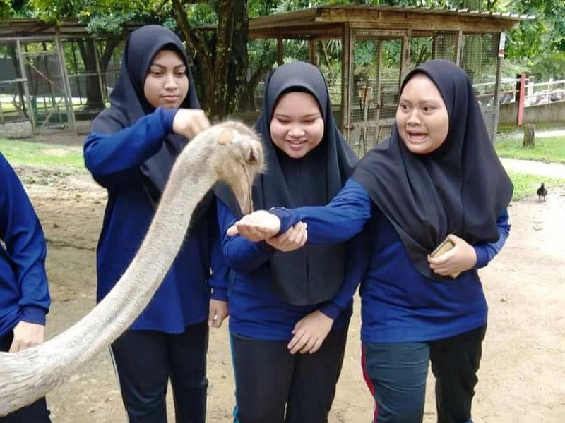 A tourist enjoying a close interaction with an ostrich, a memorable family activity during your Port Dickson day trip private car tour.
