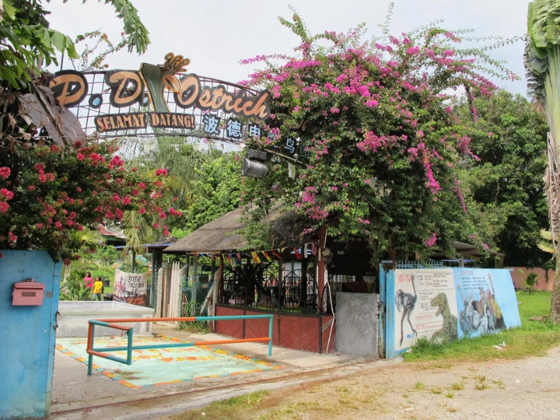 Interactive animal feeding at the popular P.D. Ostrich Show Farm, a fun family attraction perfectly suited for your Port Dickson day trip private car tour.