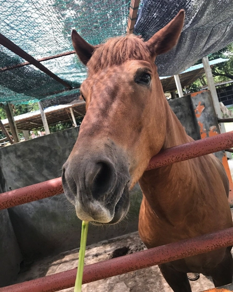 Feeding a friendly pony at the PD Ostrich & Pets Show Farm, a delightful kid-friendly activity included in your Port Dickson day trip private car tour.