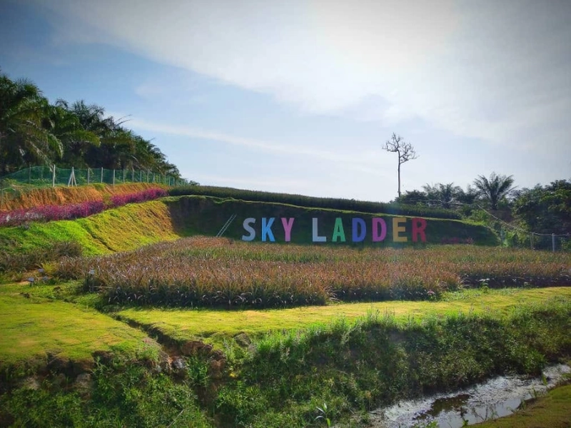 The vibrant Sky Ladder Pineapple Farm, a refreshing eco-tourism and photo spot to enjoy during your Port Dickson day trip private car tour.