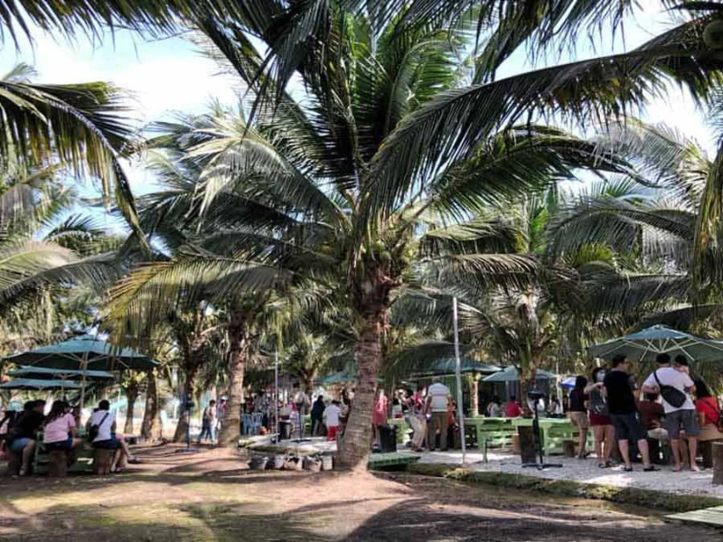 Tourists relaxing under the shady trees at Sekinchan Coconut Farm, a perfect spot to cool down and enjoy local snacks at your own pace during your Sekinchan day trip private car tour.