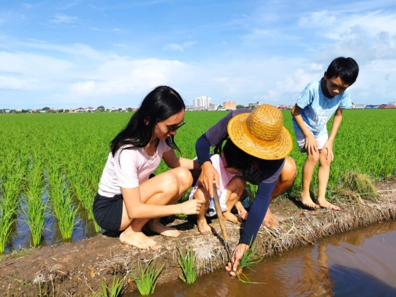 A family enjoying a traditional paddy planting experience in the green fields, a fun and educational activity easily added to your flexible Sekinchan day trip private car itinerary.
