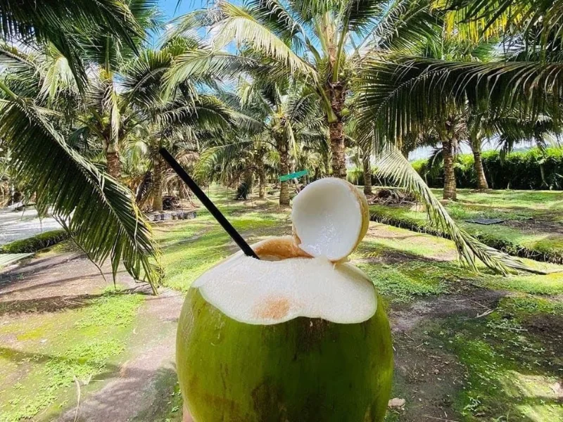 A refreshing fresh pandan coconut at Sekinchan Coconut Farm, a perfect treat to beat the heat before relaxing in your fully air-conditioned Sekinchan day trip private car.