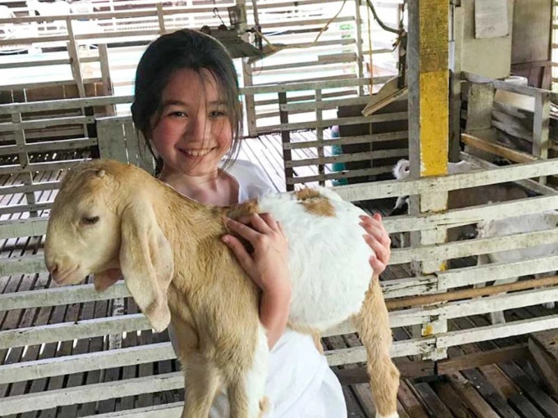 UK Farm Agro animal interaction on a custom Singapore to JB day trip.