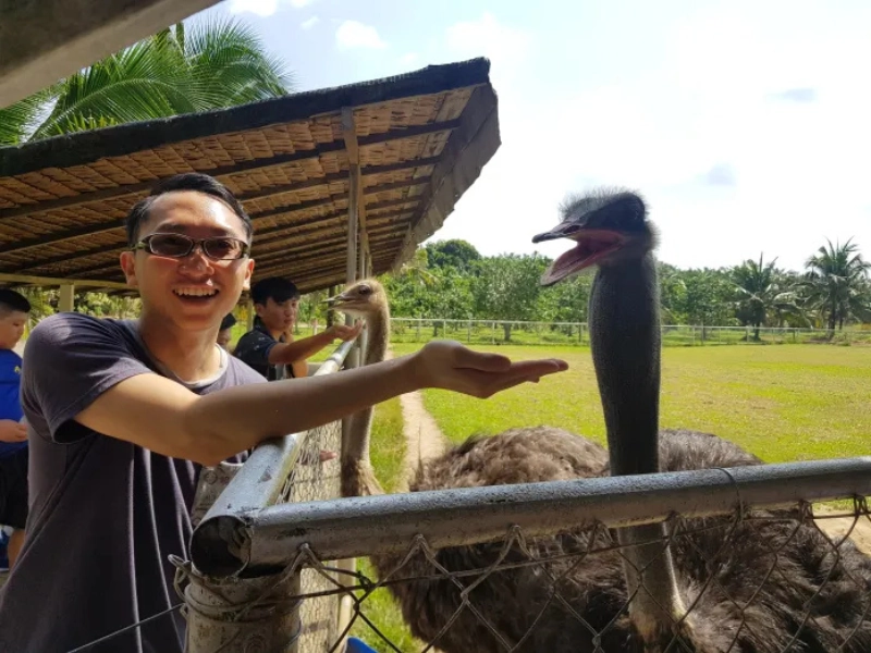 Tourist feeding ostriches at UK Farm, enjoying a hassle-free Singapore to JB day trip with door-to-door transfer.