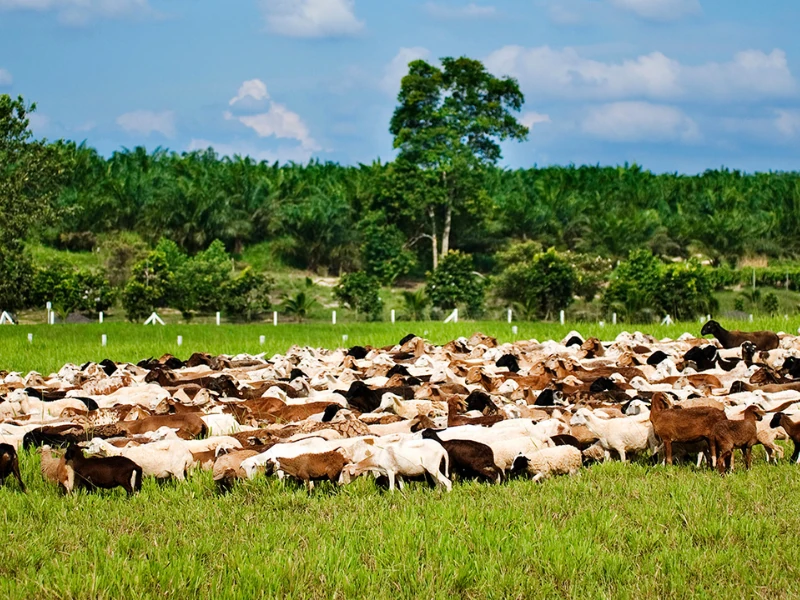 Flock of sheep grazing at UK Farm Agro, a nature-filled stop on your custom Singapore to JB day trip.