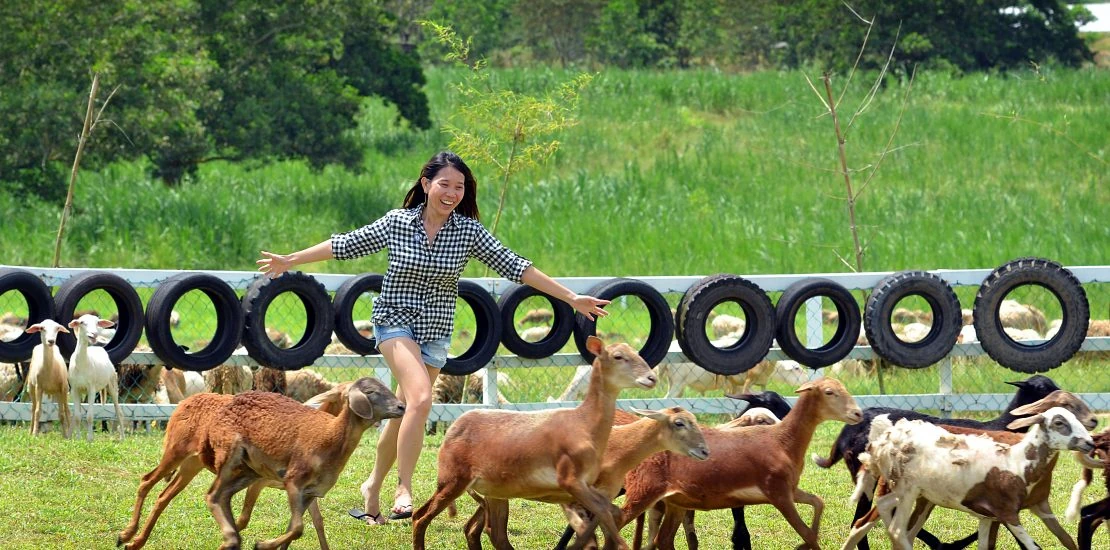 Tourist happily running with sheep at UK Farm Agro during a hassle-free Singapore to JB day trip by private car.