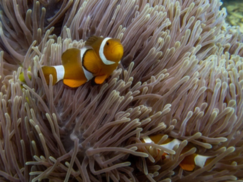 Close-up of colorful fish and marine life at Tioman Island, a rewarding snorkeling experience after your comfortable Singapore to Mersing day trip.